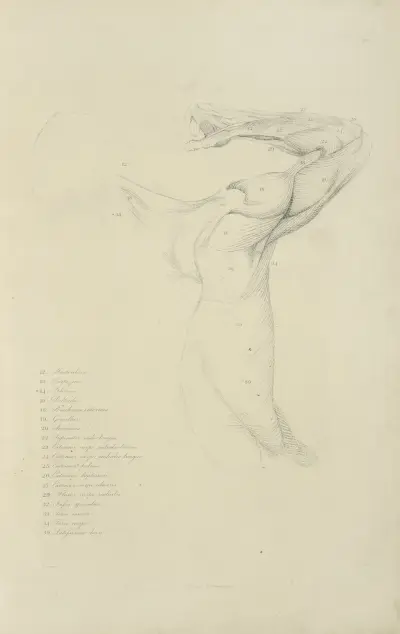 View of right arm and side of torso from the back av John Flaxman