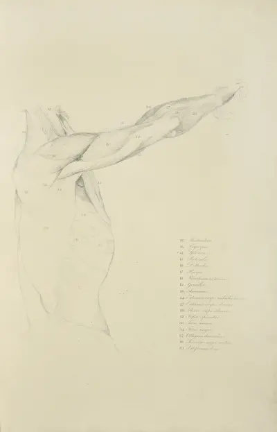 View of right arm and side of torso from the side av John Flaxman