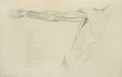 View of right arm and side of torso av John Flaxman