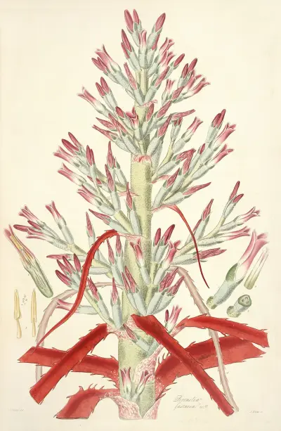 Collectanea botanica Pl.01 av John Lindley