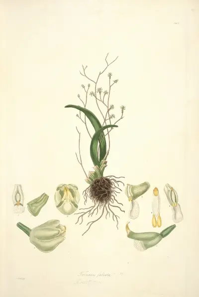 Collectanea botanica Pl.02 av John Lindley