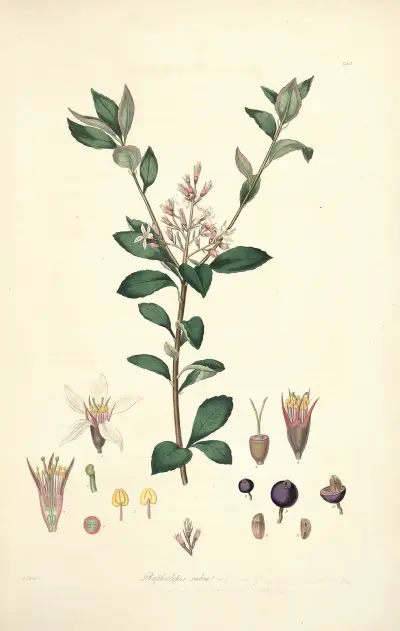 Collectanea botanica Pl.03 av John Lindley