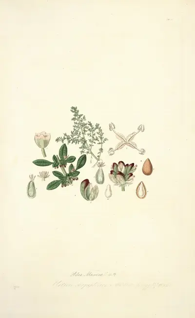 Collectanea botanica Pl.04 av John Lindley