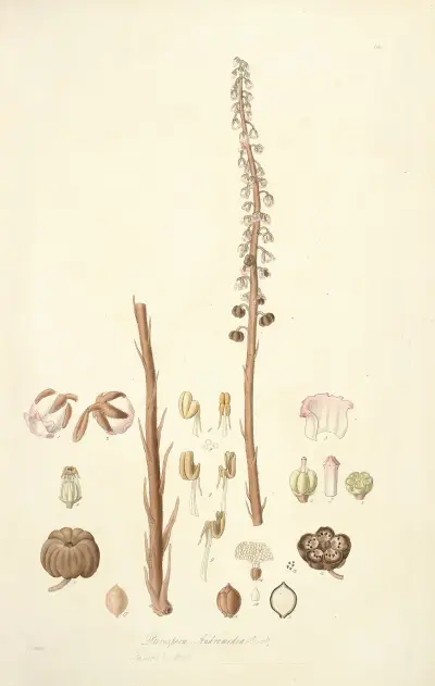 Collectanea botanica Pl.05 av John Lindley