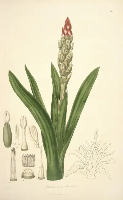 Collectanea botanica Pl.08 av John Lindley
