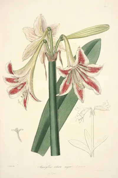 Collectanea botanica Pl.12 av John Lindley