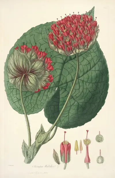 Collectanea botanica Pl.14 av John Lindley