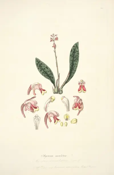 Collectanea botanica Pl.15 av John Lindley