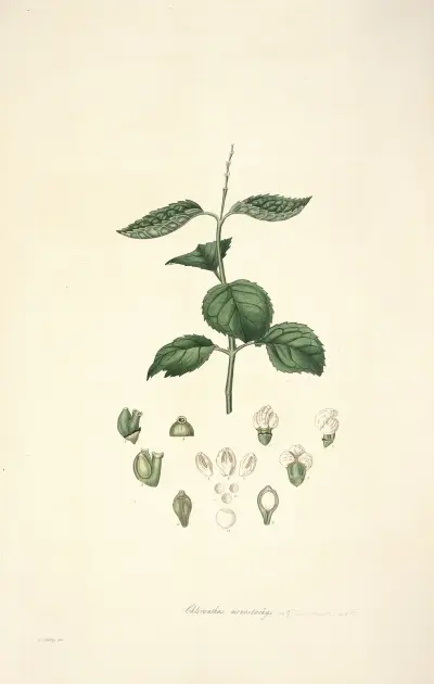 Collectanea botanica Pl.17 av John Lindley