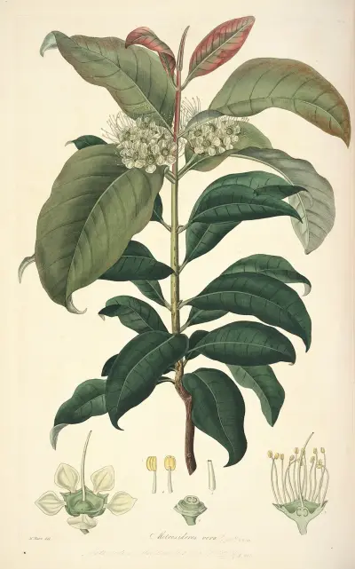 Collectanea botanica Pl.18, John Lindley