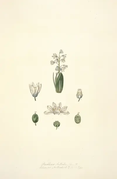 Collectanea botanica Pl.24 av John Lindley