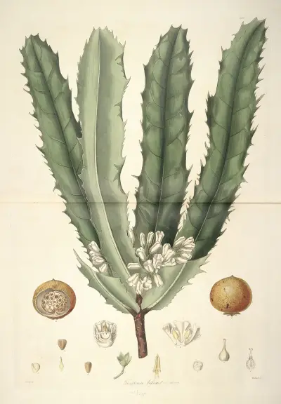 Collectanea botanica Pl.26 av John Lindley