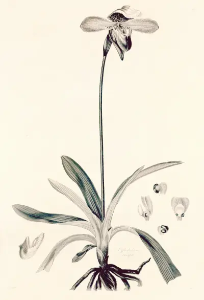 Collectanea botanica Pl.32 av John Lindley