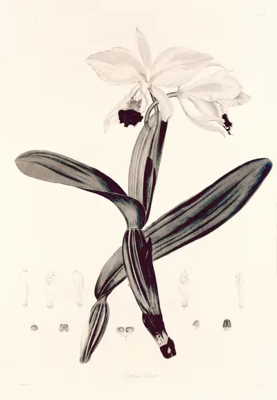 Collectanea botanica Pl.33 av John Lindley