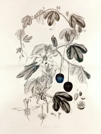 Collectanea botanica Pl.36 av John Lindley