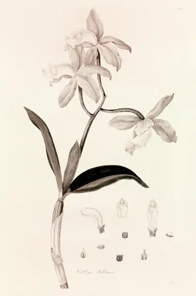 Collectanea botanica Pl.37 av John Lindley