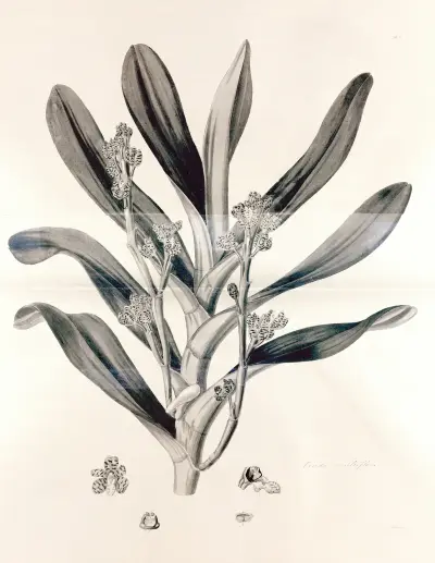 Collectanea botanica Pl.38 av John Lindley