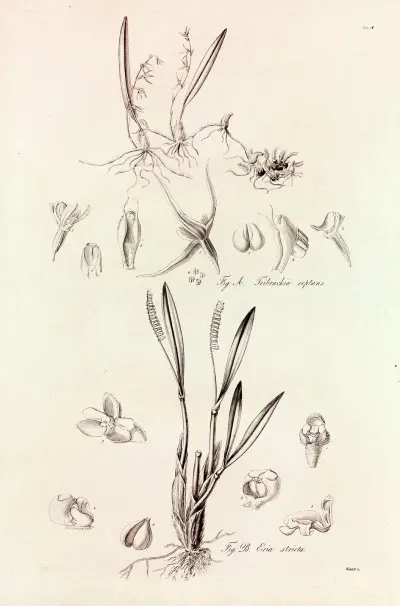 Collectanea botanica Pl.41 av John Lindley