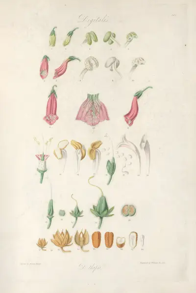 Digitalium monographia Pl.01 av John Lindley