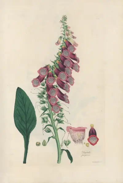 Digitalium monographia Pl.02 av John Lindley