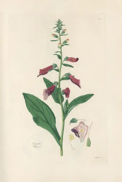 Digitalium monographia Pl.04 av John Lindley