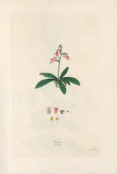 Digitalium monographia Pl.06 av John Lindley