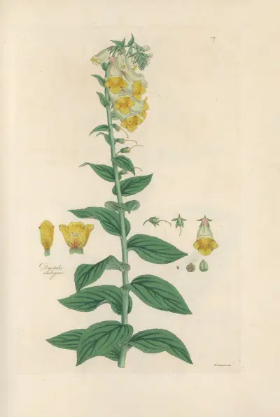 Digitalium monographia Pl.07 av John Lindley