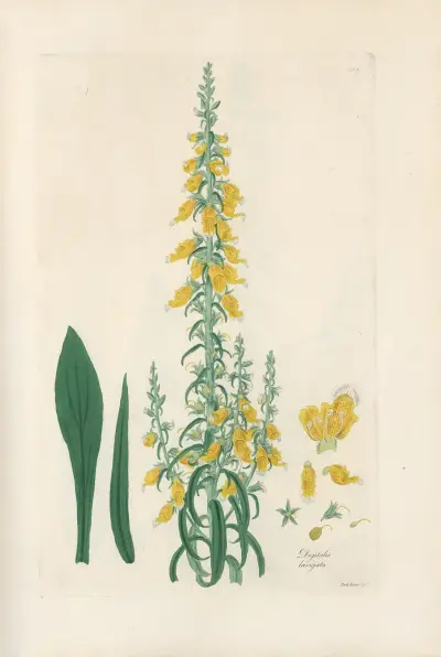 Digitalium monographia Pl.10 av John Lindley