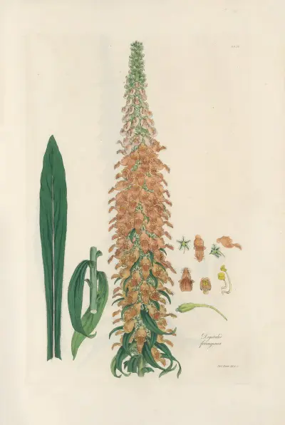 Digitalium monographia Pl.12 av John Lindley