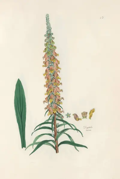 Digitalium monographia Pl.13 av John Lindley