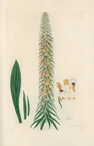 Digitalium monographia Pl.14 av John Lindley