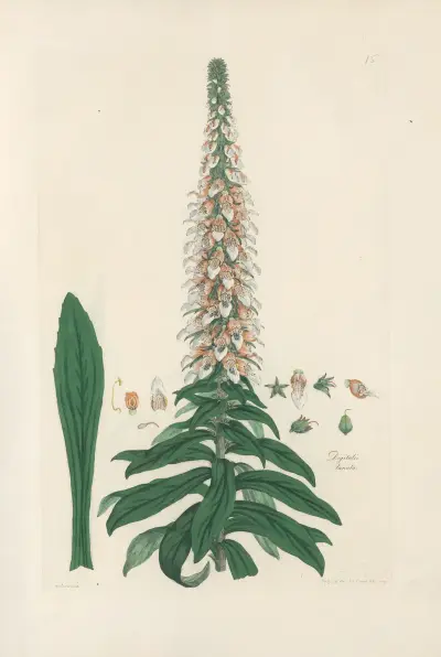 Digitalium monographia Pl.15 av John Lindley