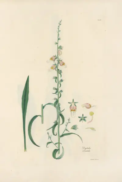 Digitalium monographia Pl.16 av John Lindley
