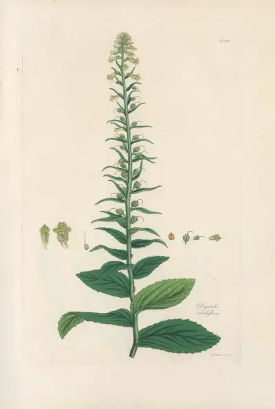 Digitalium monographia Pl.18 av John Lindley