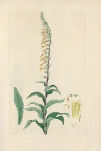Digitalium monographia Pl.19 av John Lindley