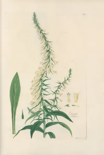 Digitalium monographia Pl.22 av John Lindley