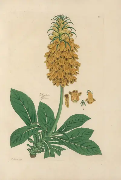 Digitalium monographia Pl.28 av John Lindley