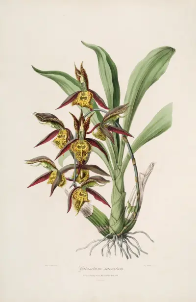 Sertum orchidaceum; A wreath of the most beautiful orchidaceous flowers Pl.41 av John Lindley
