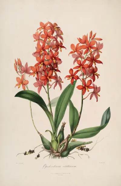 Sertum orchidaceum; A wreath of the most beautiful orchidaceous flowers Pl.45 av John Lindley