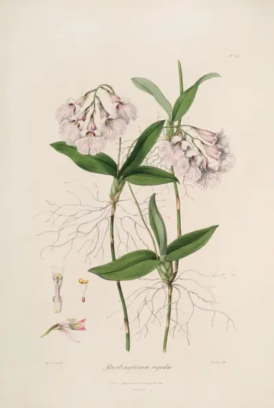 Sertum orchidaceum; en krans av de vackraste orkidéblommorna Pl.36 av John Lindley