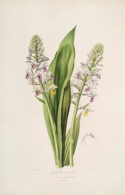 Sertum orchidaceum; A wreath of the most beautiful orchidaceous flowers Pl.42 av John Lindley