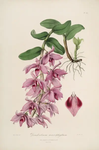 Sertum orchidaceum; A wreath of the most beautiful orchidaceous flowers Pl.35 av John Lindley