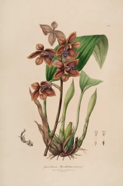 Sertum orchidaceum; A wreath of the most beautiful orchidaceous flowers Pl.43 av John Lindley