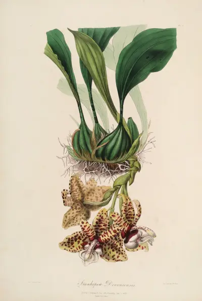 Sertum orchidaceum; A wreath of the most beautiful orchidaceous flowers Pl.01 av John Lindley