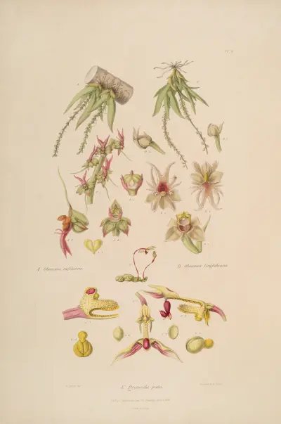 Sertum orchidaceum; A wreath of the most beautiful orchidaceous flowers Pl.08 av John Lindley
