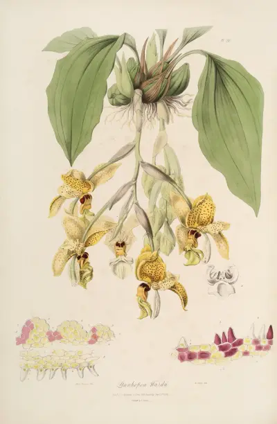 Sertum orchidaceum; en krans av de vackraste orkidéblommorna Pl.20 av John Lindley
