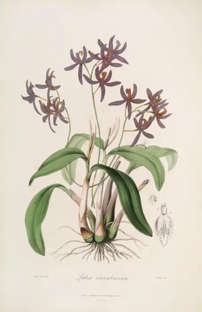 Krans av de vackraste orkidéblommorna, pl. 28 av John Lindley