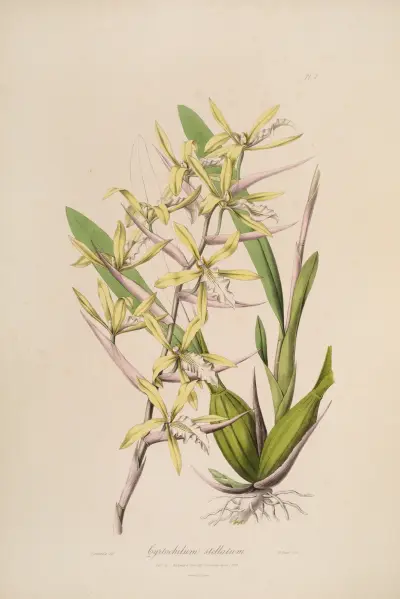 Sertum orchidaceum; A wreath of the most beautiful orchidaceous flowers Pl.07 av John Lindley