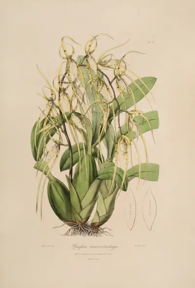 Sertum orchidaceum; En krans av de vackraste orkidéblommorna Pl.06 av John Lindley