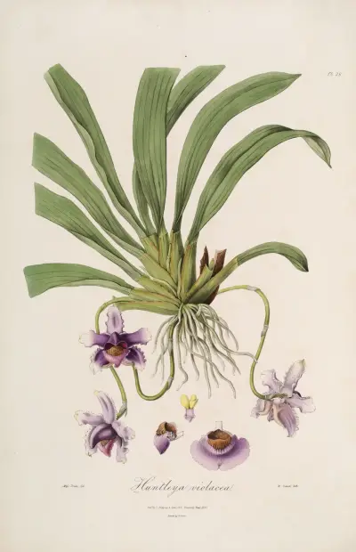 Sertum orchidaceum; A wreath of the most beautiful orchidaceous flowers Pl.26 av John Lindley